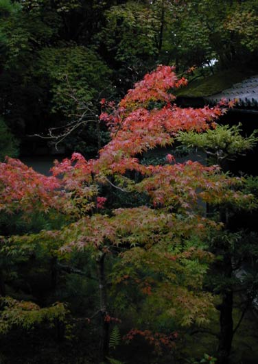 Daitokuji Tree
