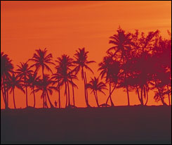Palms, Bahamas