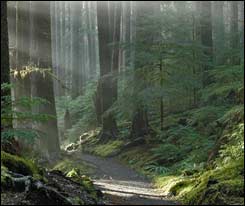 Quiet Olympic Forest, WA