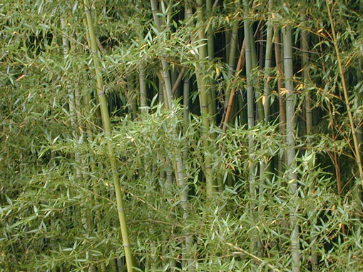 Bamboo