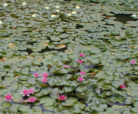 Heian Jingu Lilies