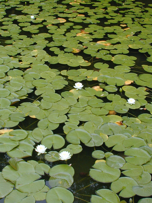 Heian Lilies