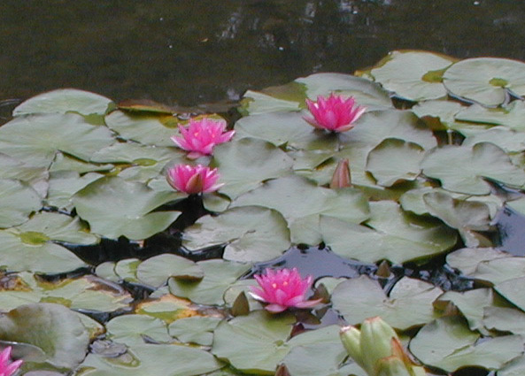 Heian Lilies