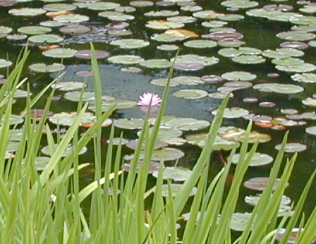 Nanzen pond