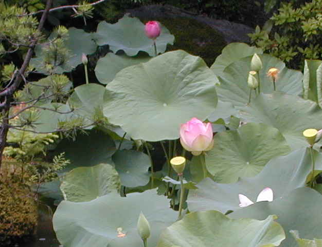 Taizo-in Lotus