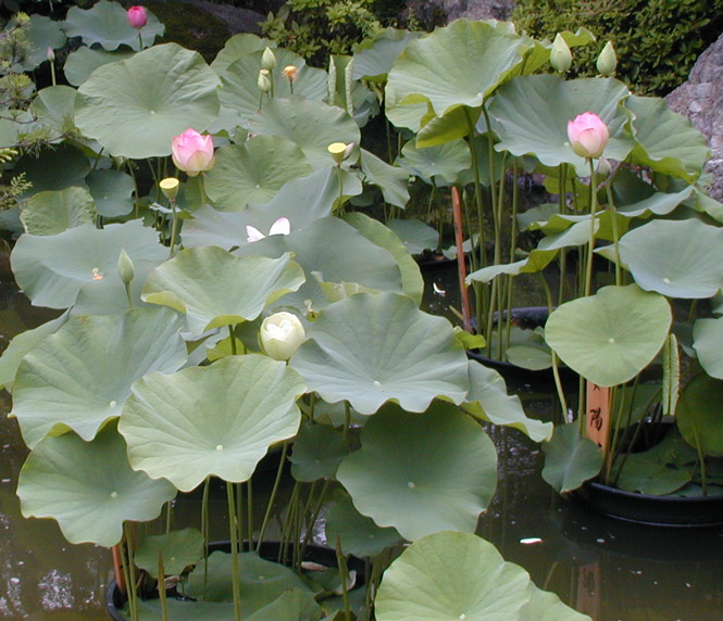 Taizo-in Lotus