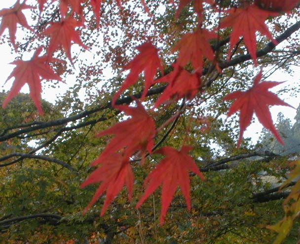 Red leaves