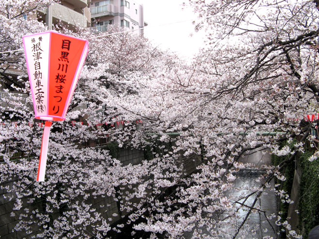 meguro_hanami_walk_river.jpg