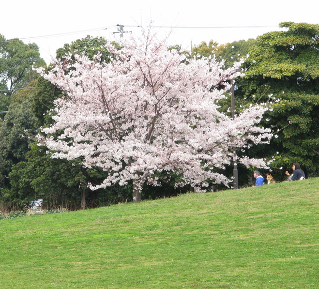 omori_park_tree.jpg