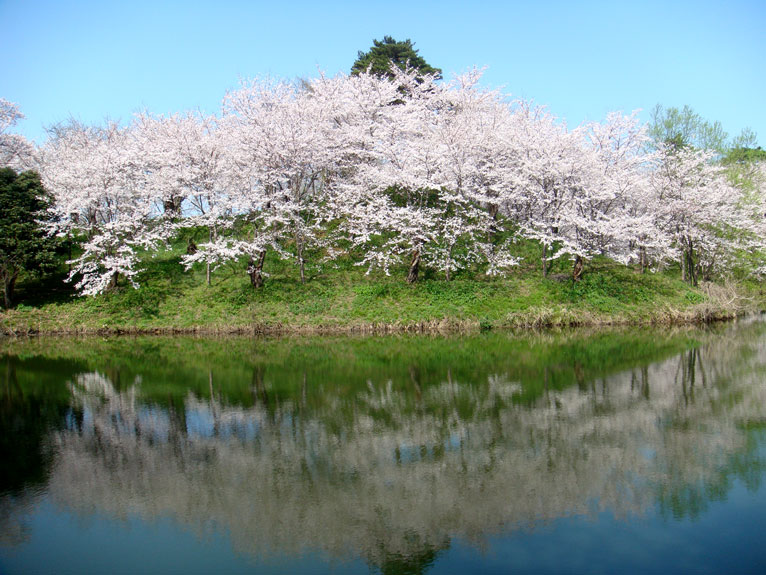 takada_castle_sakura_2.jpg