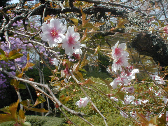 Sakura